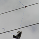 The deadly consequences of balloon string